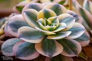 Aeonium sunburst 09