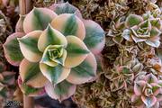 Aeonium sunburst 14