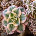 Aeonium sunburst 07