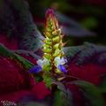 Coleus 15