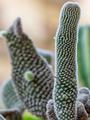 Opuntia 13