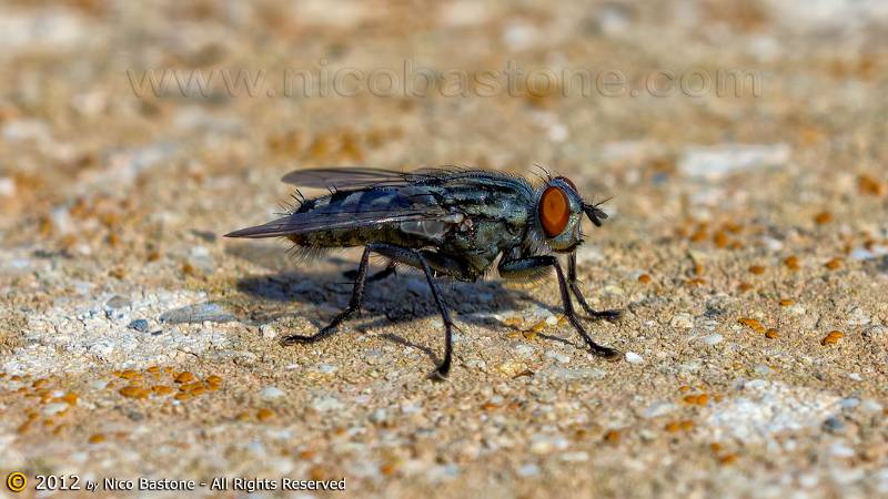 Lampedusa-4491-Large.jpg - Lampedusa "Mosca"