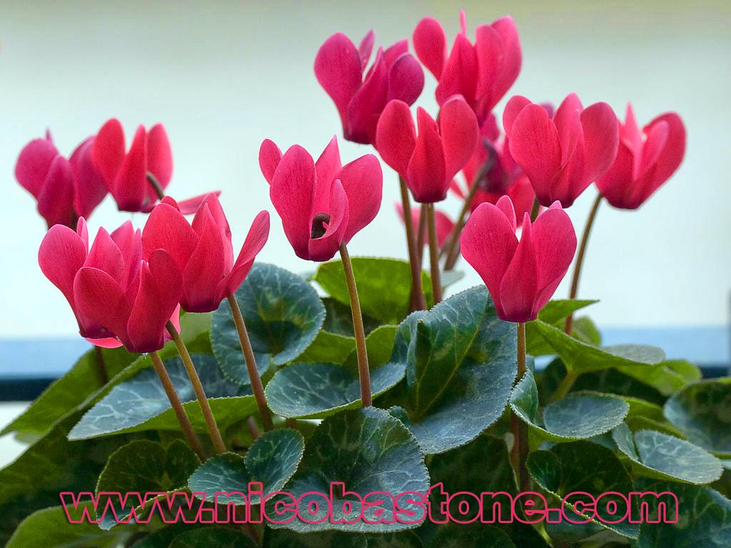 Macro-CloseUp-05.jpg