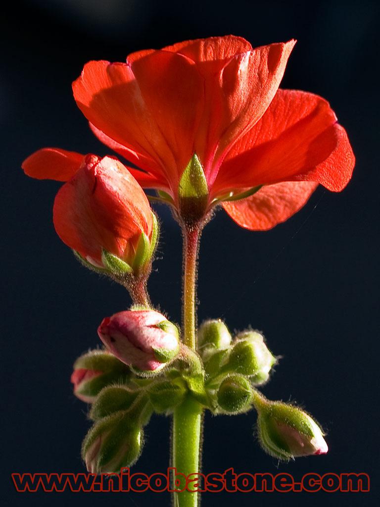 Macro-CloseUp-15.jpg