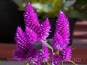 Macro-CloseUp-04 "Celosia"