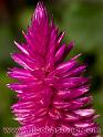 Macro-CloseUp-13 "Celosia"