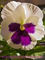 Macro-CloseUp-14 "Viola Tricolor o Pansè"