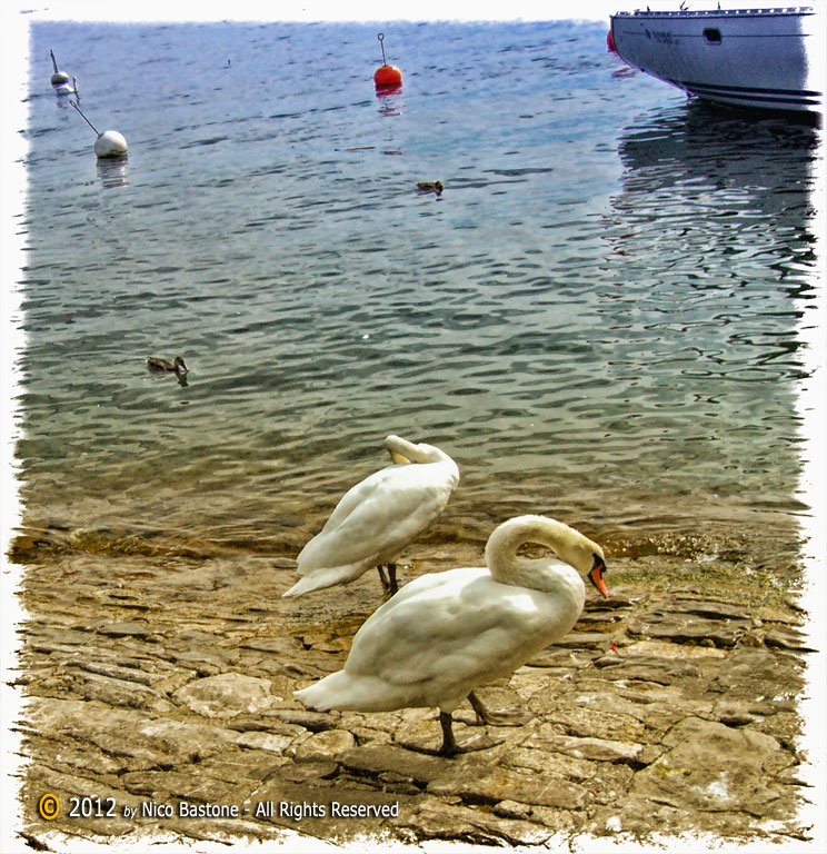 Montreux 28 "Vevey. Lac Leman: swans - Lago di Ginevra: cigni"