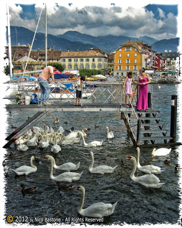 Montreux 29 "Vevey. Lac Leman: swans - Lago di Ginevra: cigni"