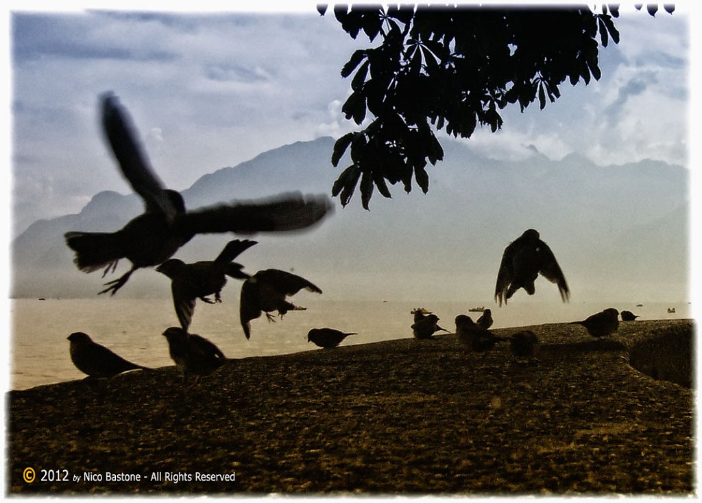 Montreux 32 "Vevey. Birds"