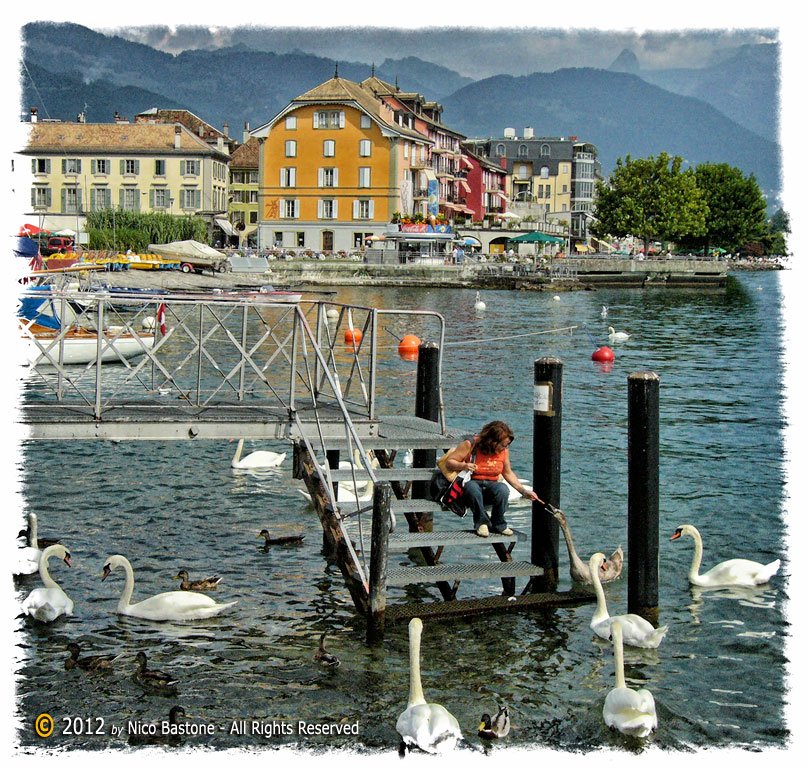 Montreux 34 "Vevey. Lac Leman: swans - Lago di Ginevra: cigni"