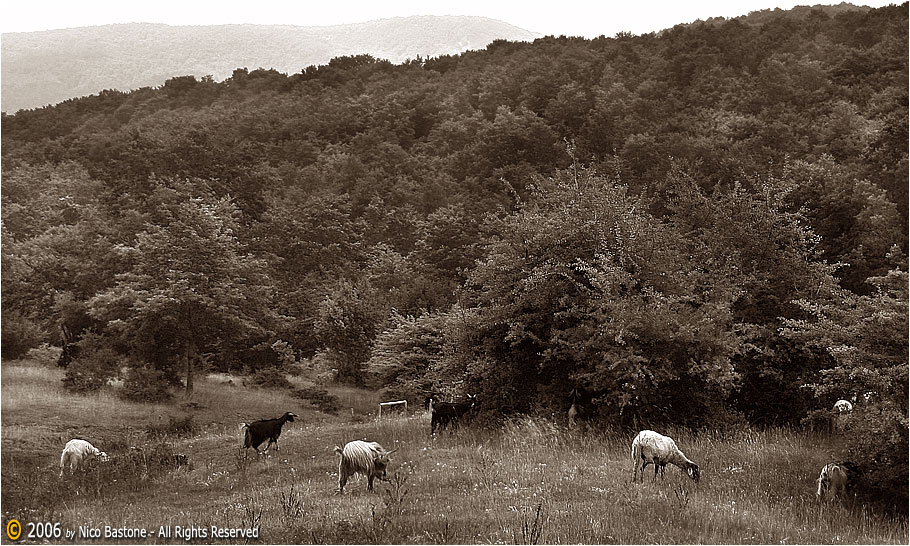 02 Bosco della Miraglia