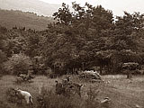 Nebrodi Mountains - San Fratello ME - Bosco della Miraglia