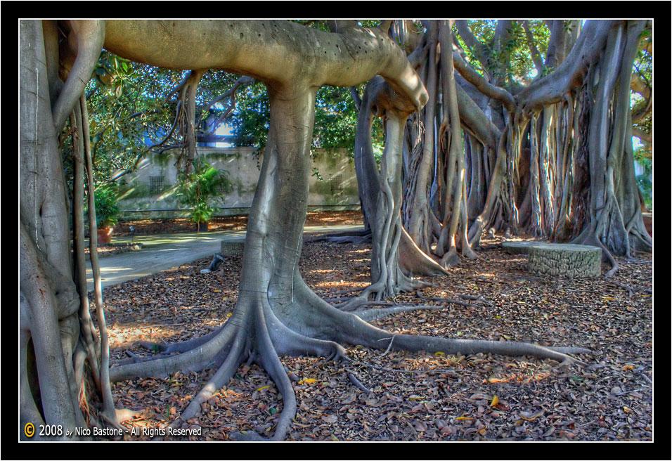 Orto Botanico Di Palermo Botanical Garden Foto Photos