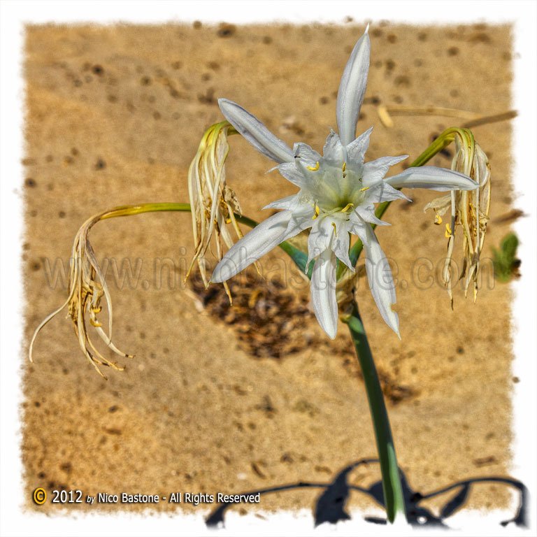 12 Siculiana Marina, Marina di Siculiana "Giglio di mare (Pancratium maritimum)"