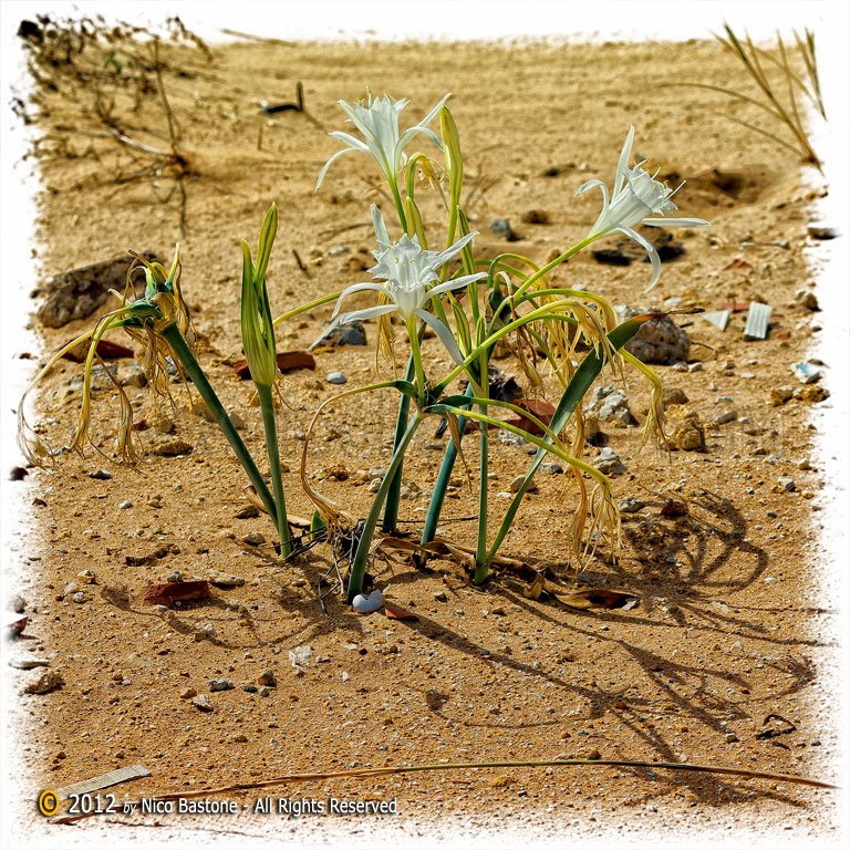 16 Tre Fontane Campobello di Mazara "Giglio di mare (Pancratium maritimum)"