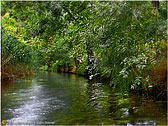 Siracusa: Ciane river photos - Foto fiume Ciane