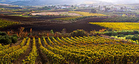 Buseto Palizzolo TP "Campi in un giorno d'autunno - Fields in a autumn day"