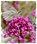 "Farfalla - Butterfly"