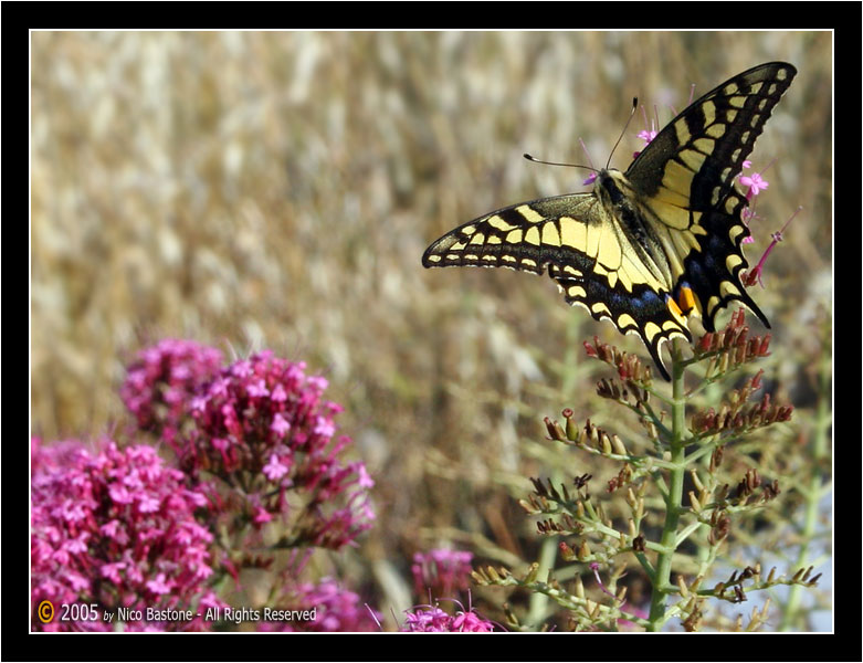 Macaone (Papilio Machaon) Swallowtail # 1