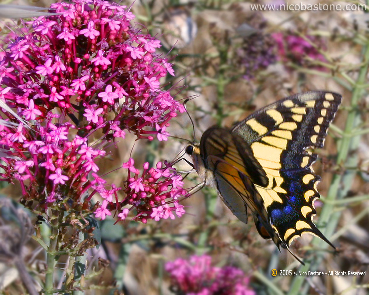 Macaone (Papilio Machaon) Swallowtail - Wallpapers Sfondi per Desktop - Copyright by Nico Bastone - All Rights Reserved