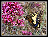 Macaone (Papilio Machaon) Swallowtail # 2