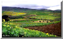 Buseto Palizzolo - TRAPANI "Fields in a winter day..."