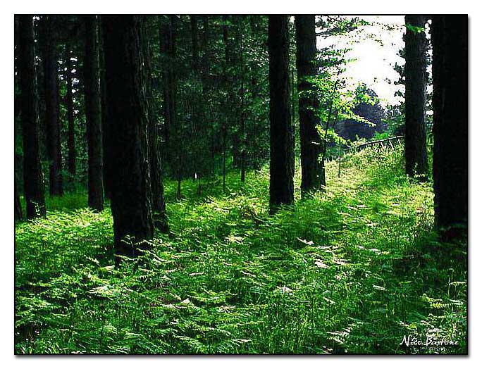 Calabria, Sila: Sottobosco in controluce - Undergrowth into the light