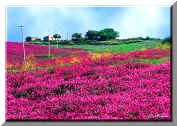 C.da Massaria 1 - PALERMO (Hill with houses and flowers)