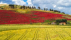 Primavera Siciliana. SS 624 Palermo-Sciacca "Camporeale"