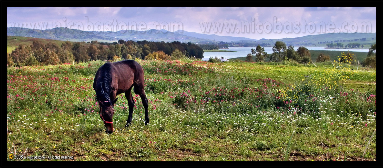 Piana degli Albanesi PA "Cavallo al pascolo" - Elaborazione grafica in HDR, High Dynamic Range