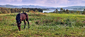 Piana degli Albanesi PA "Cavallo al pascolo" - Elaborazione grafica in HDR, High Dynamic Range