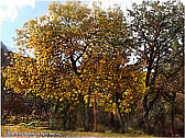 Bosco della Ficuzza, Palermo - 07