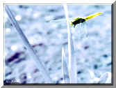 Infrarosso: Libellula - Infrared film: Dragon-Fly