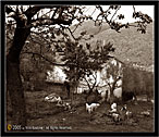 Monti Nebrodi "Capre" - Nebrodi Mountains "Goats"