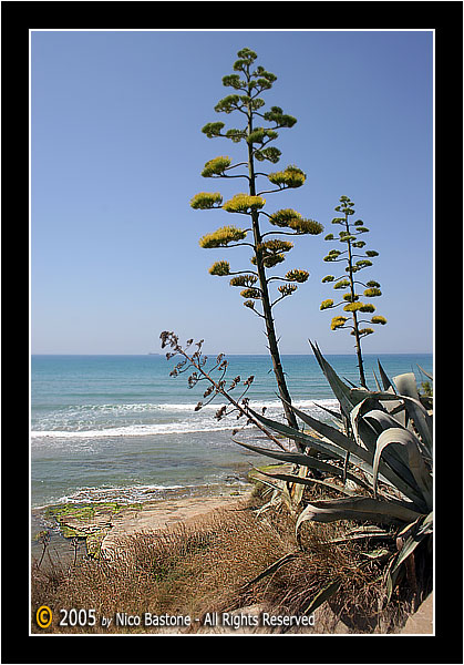 Marina di Ispica - Ragusa "Paesaggio con agavi - Seascape with agaves"