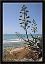 Marina di Ispica - Ragusa "Paesaggio con agavi - Seascape with agaves" - "S.Maria del Focallo - Marina Marza"