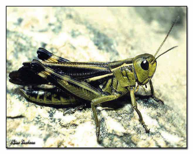Cavalletta (Arcyptera fusca)