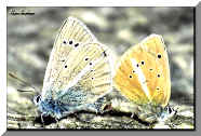 Farfalle - Butterflies