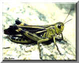 Cavalletta (Arcyptera fusca) - A Grasshopper