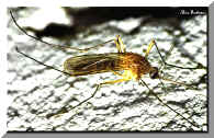 Zanzara - Mosquito