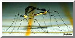 Zanzare - Mosquitos