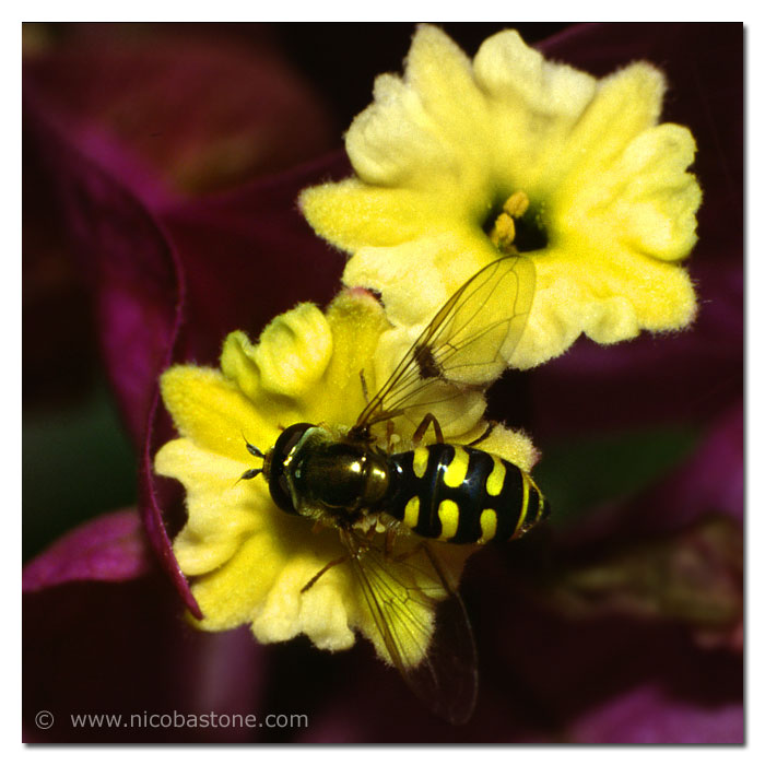 A bee on bouganvillea