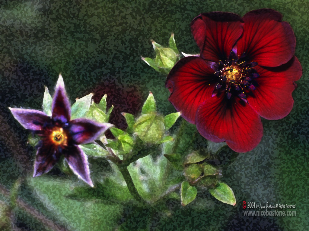 Graphic Elaboration "Macro Adonis" - Wallpapers Sfondi per Desktop - Copyright by Nico Bastone - All Rights Reserved