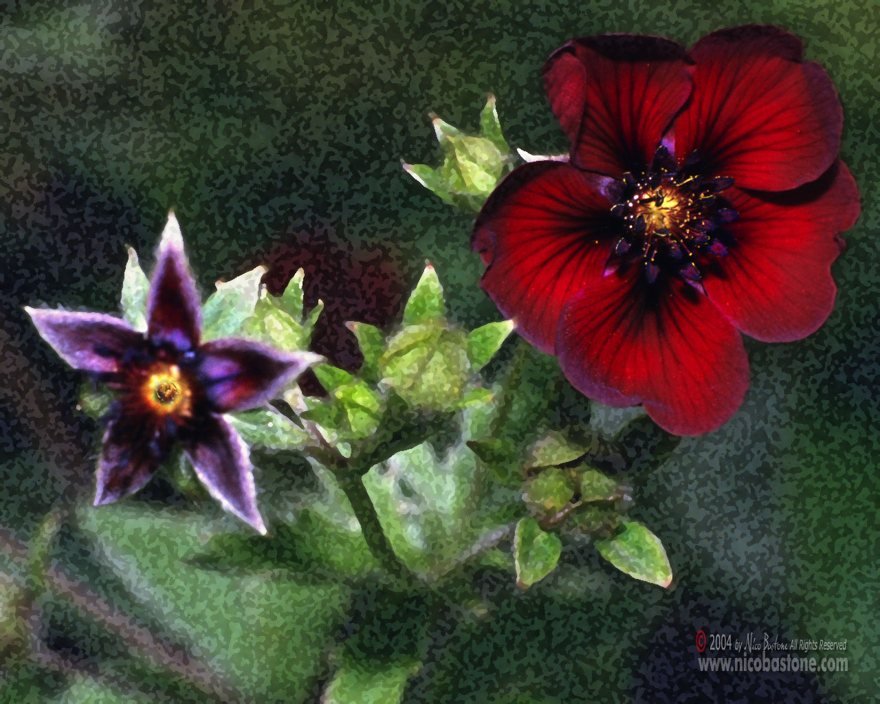 Macro "Adonis" - Wallpapers Sfondi per Desktop - Copyright by Nico Bastone - All Rights Reserved