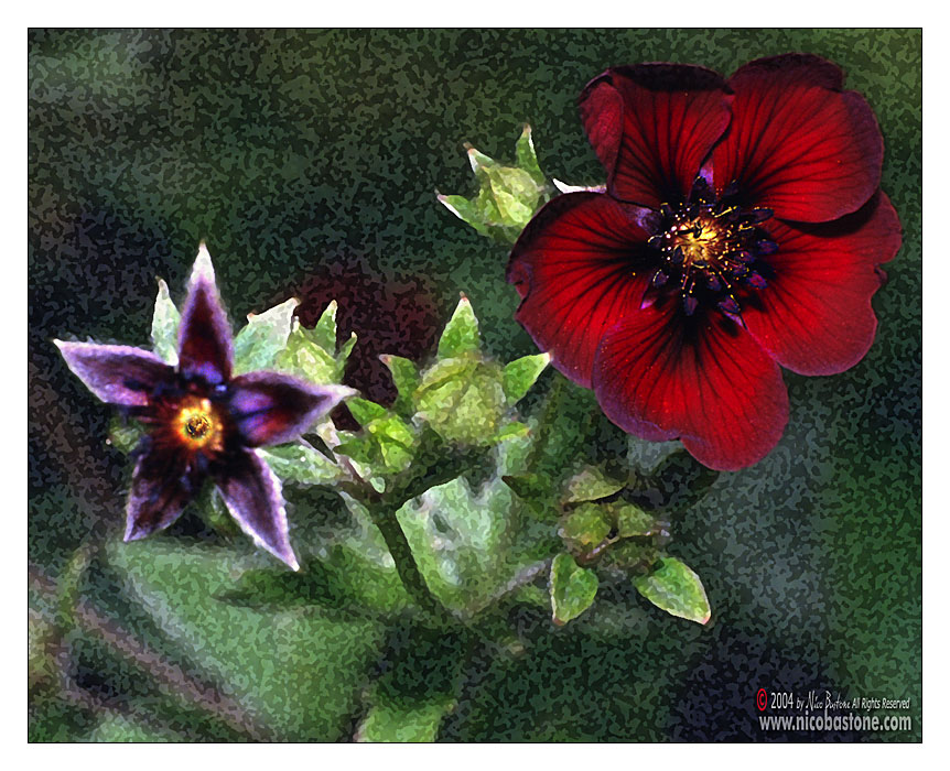 Macro "Adonis"