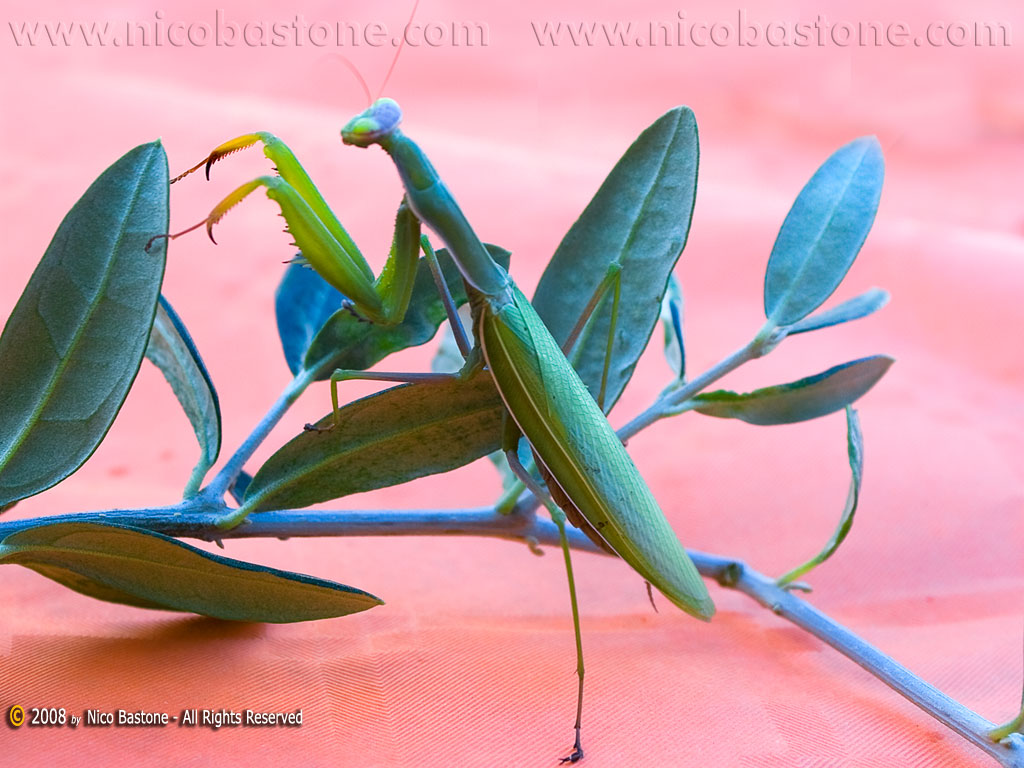 Mantide Religiosa - A praying mantes - Wallpapers Sfondi per Desktop - Copyright by Nico Bastone - All Rights Reserved