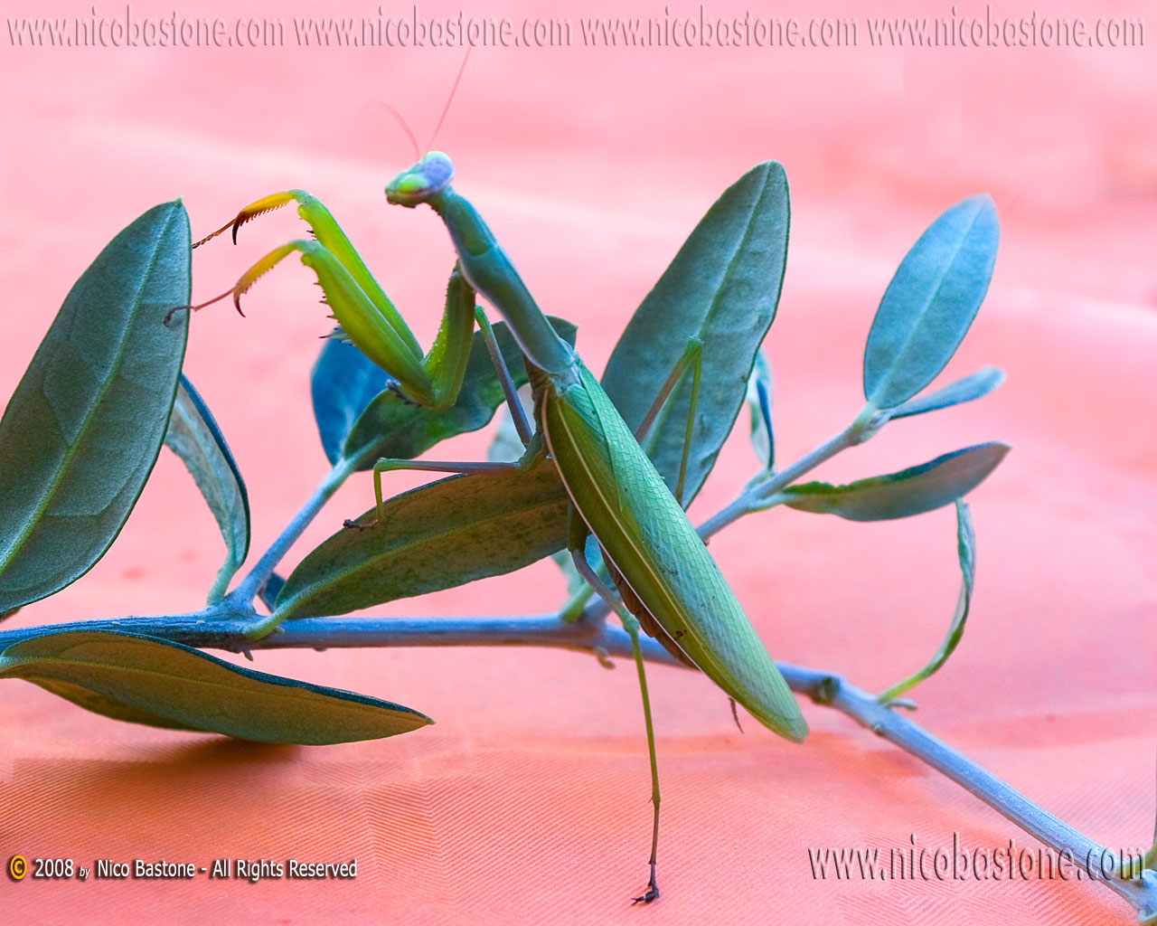 Mantide Religiosa - A praying mantes - Wallpapers Sfondi per Desktop - Copyright by Nico Bastone - All Rights Reserved