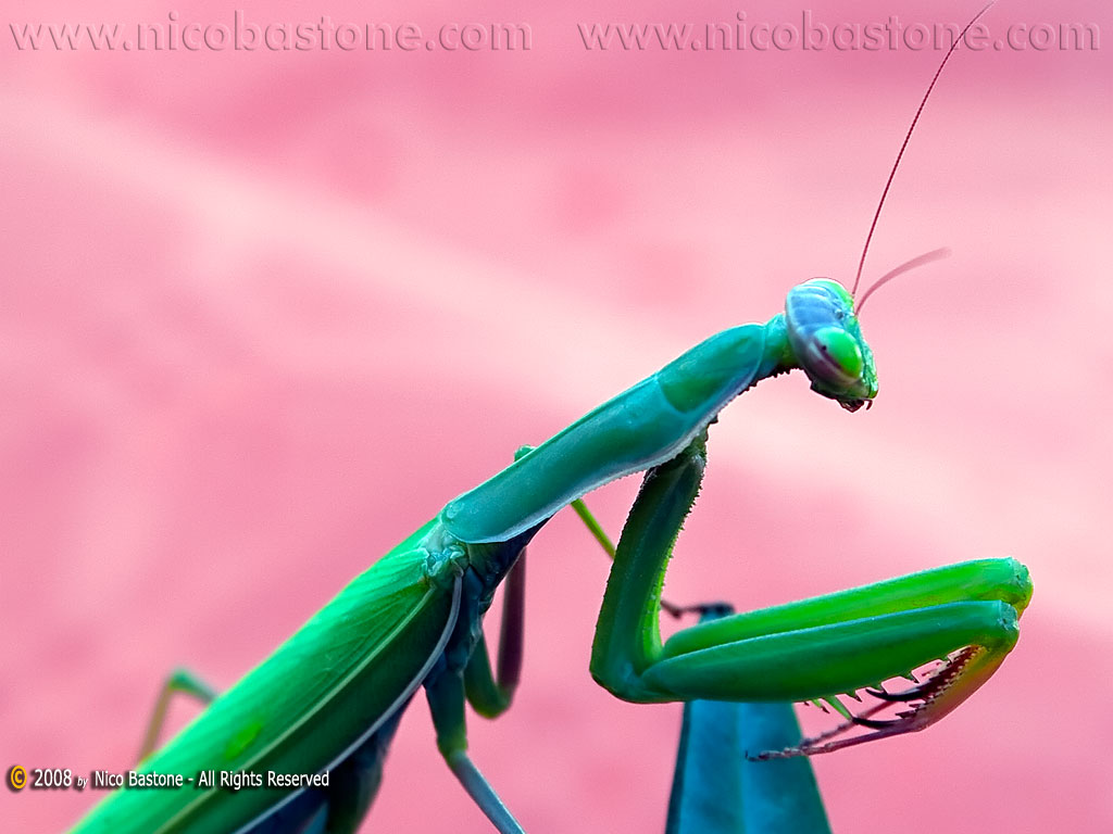Mantide Religiosa - A praying mantes - Wallpapers Sfondi per Desktop - Copyright by Nico Bastone - All Rights Reserved