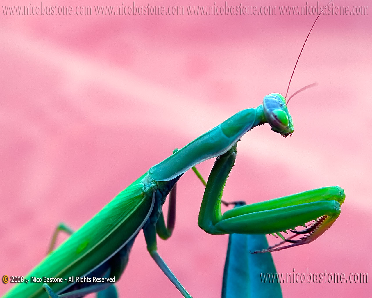 Mantide Religiosa - A praying mantes - Wallpapers Sfondi per Desktop - Copyright by Nico Bastone - All Rights Reserved
